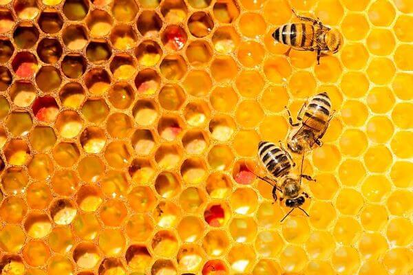 مواد مغذی عسل طبیعی
